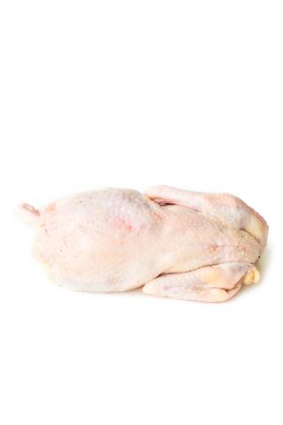 GALLINA CRIOLLA - Productos Distrivolivar